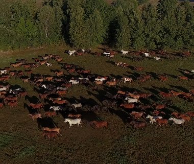 Dzikie konie JNBT 2015